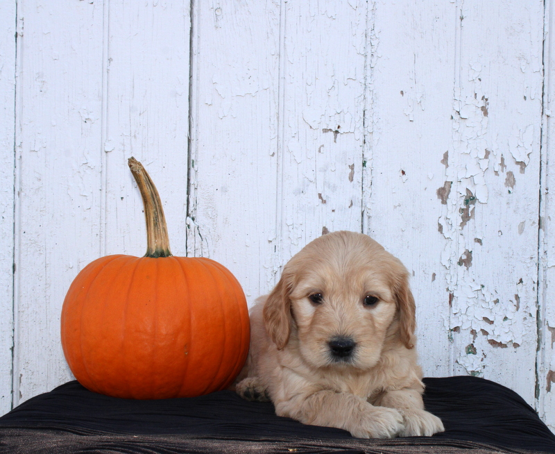 puppy, for, sale, Mini Goldendoodle F2B, Matthew B. Stoltzfus, dog, breeder, Gap, PA, dog-breeder, puppy-for-sale, forsale, nearby, find, puppyfind, locator, puppylocator, aca